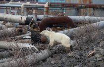 La osa, perdida en una ciudad industrial