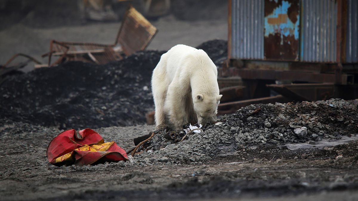 A stray polar bear is seen in the industrial city of Norilsk, Russia June 17, 2019