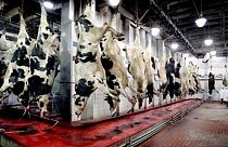 Rapor: 2040 yılında etlerin yüzde 60'ı hayvanlardan gelmeyecek