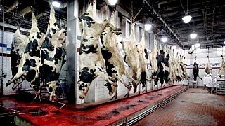 Rapor: 2040 yılında etlerin yüzde 60'ı hayvanlardan gelmeyecek