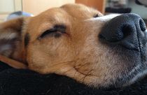 رقابت میان سگ‌‌‌‌ها و تکنولوژی‌؛ کدامیک زودتر سرطان را تشخیص می‌دهد؟