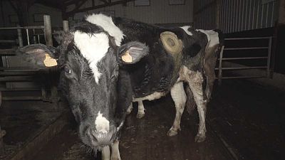 Une vidéo choc dénonce des expérimentations sur des "vaches à hublot" 