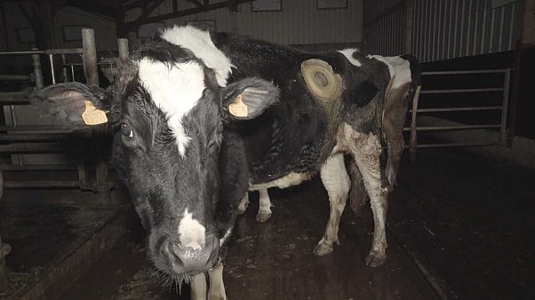 Une vidéo choc dénonce des expérimentations sur des "vaches à hublot" Une vidéo choc dénonce des expérimentations sur des "vaches à hublot"