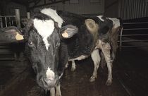 The cows with portholes - "vaches hublot" - were filmed by rights group L214
