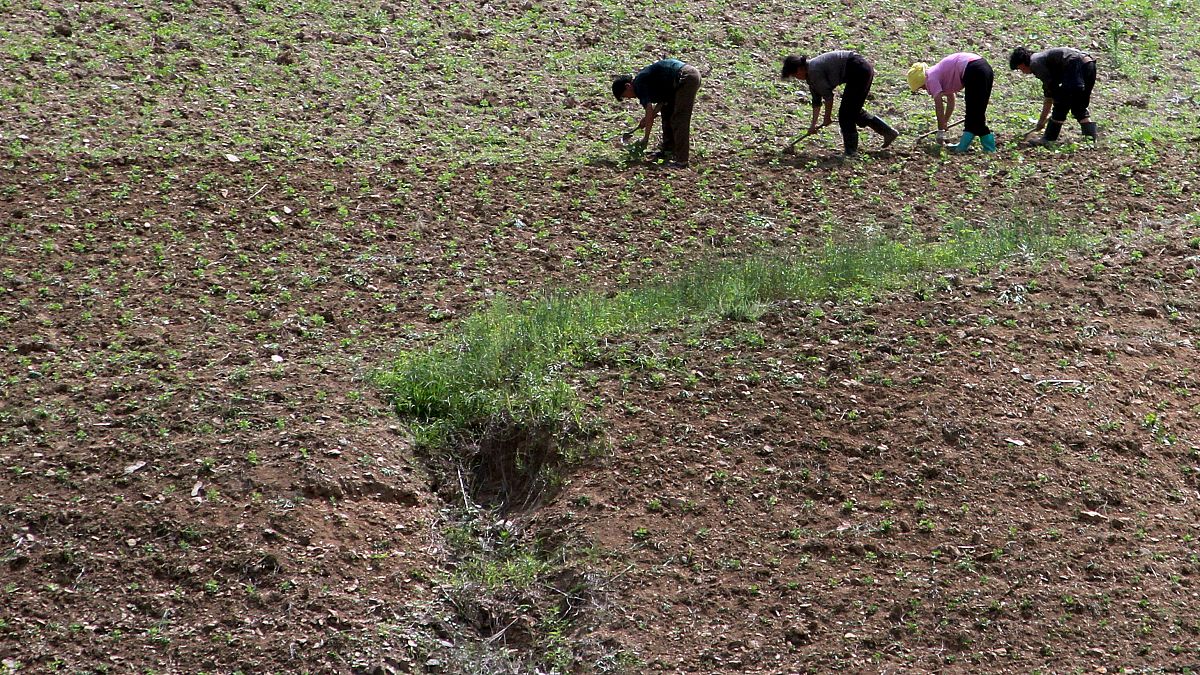 Güney Kore'den kuraklığın vurduğu Kuzey Kore'ye 50 bin ton pirinç yardımı