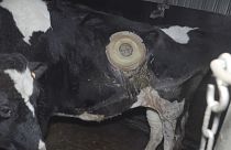 Heimlich von Tierschützern gefilmt: Kühe mit implantiertem "Fenster" zum Magen