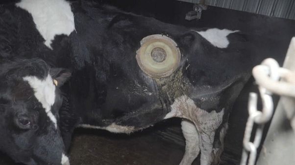 Heimlich von Tierschützern gefilmt: Kühe mit implantiertem "Fenster" zum Magen Heimlich von Tierschützern gefilmt: Kühe mit implantiertem "Fenster" zum Magen