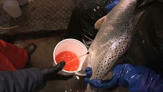 سمكة سلمون في المسمكة في إنديانا الأميركية