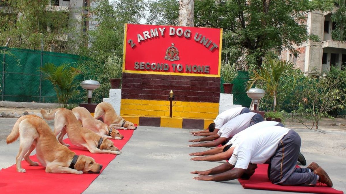 Hindistan Ordusu köpekleri yoga yaptı