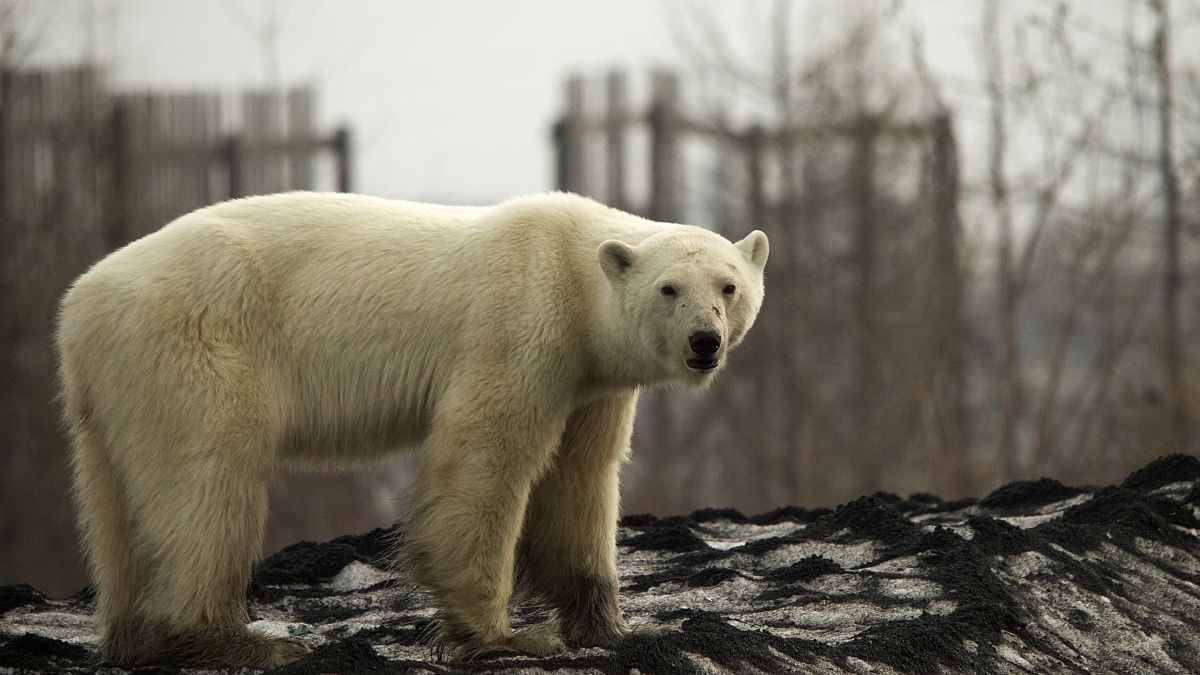[Vídeo] Meten en un zoo a la osa polar que apareció a 800 km del Ártico ruso para que se recupere