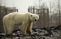 Sie soll sich im Zoo erholen: Wilde Eisbärin von Norilsk eingefangen