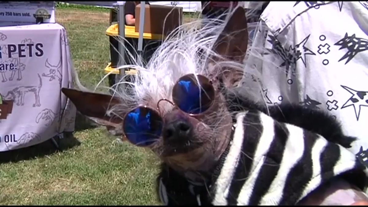 أحد الكلاب المشاركة في مسابقة أبشع كلب 