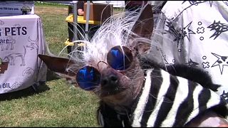 أحد الكلاب المشاركة في مسابقة أبشع كلب