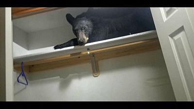 الدب مستلق في الخزانة