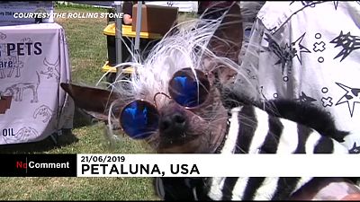 Kutyacsúfságverseny Kaliforniában