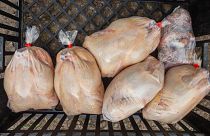 61 million chickens rejected due to disease