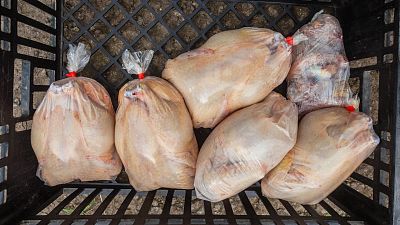 61 million chickens rejected due to disease