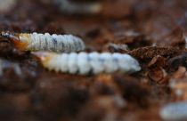 Thessaloniki: Große Schäden durch Borkenkäfer