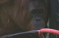 Вена: сообразительные орангутаны спасаются от жары 
