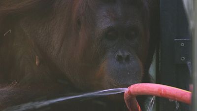 Вена: сообразительные орангутаны спасаются от жары