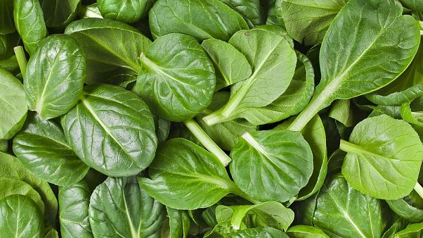 Forscherin empfiehlt: In Spinat enthaltene Substanz soll auf die Dopingliste Forscherin empfiehlt: In Spinat enthaltene Substanz soll auf die Dopingliste
