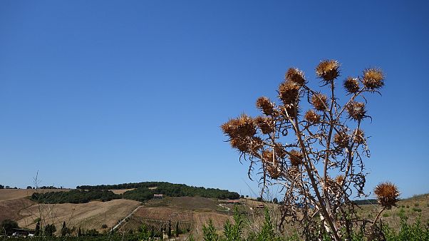 Летняя жара за +40°C становится нормой для Европы Летняя жара за +40°C становится нормой для Европы