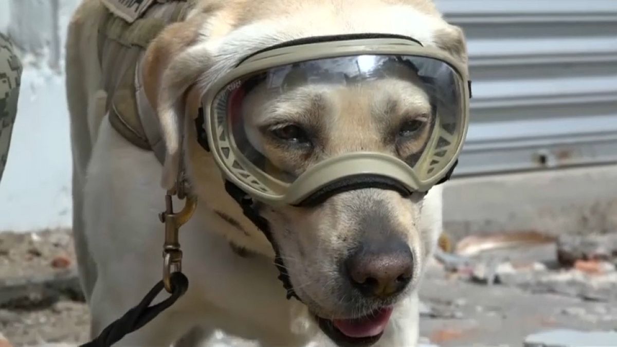 شاهد: حفل تقاعد كلبة الإنقاذ المكسيكية فريدا 