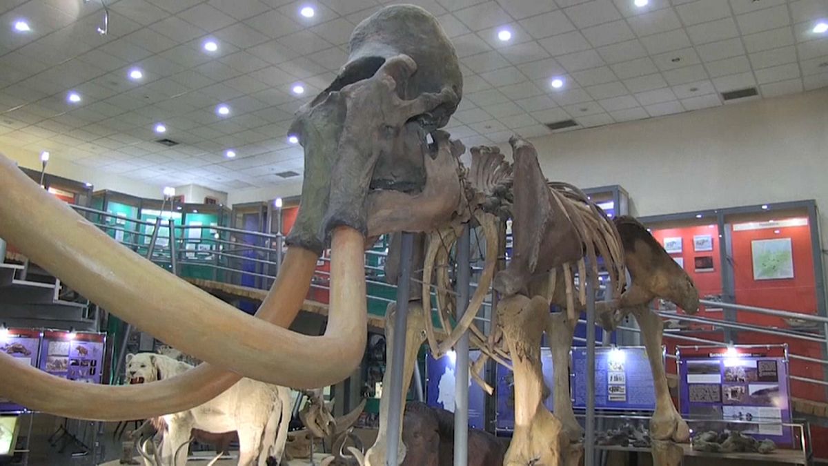 В Якутии найдены обработанные человеком останки мамонта