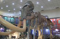 В Якутии найдены обработанные человеком останки мамонта