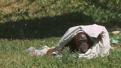 Moti, the 55 year old orangutang, cools down under a wet blanket
