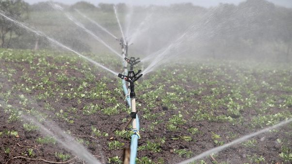 Agricultura deve usar águas residuais urbanas Agricultura deve usar águas residuais urbanas
