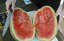 10-15 százalékkal kevesebb görögdinnye teremhet idén