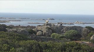 Asinara: da isola-prigione a luogo di cultura