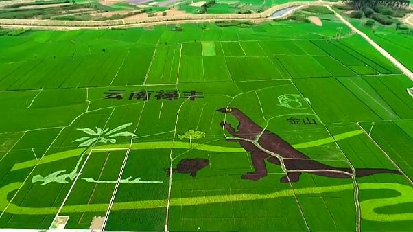 Watch: Giant dinosaur roams Chinese rice paddy Watch: Giant dinosaur roams Chinese rice paddy
