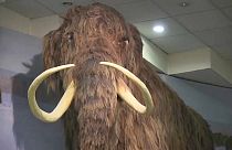 Paleontólogos russos descobrem ossada de mamute lanoso