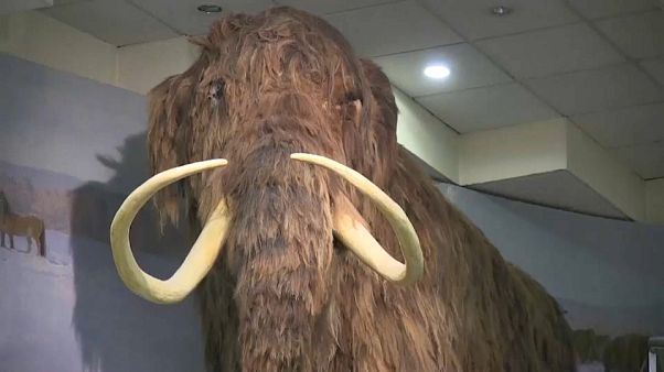 Paleontólogos russos descobrem ossada de mamute lanoso Paleontólogos russos descobrem ossada de mamute lanoso