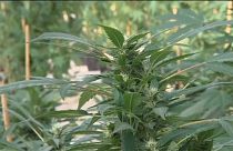 Cannabis thérapeutique : autorisation attendue aujourd'hui en France