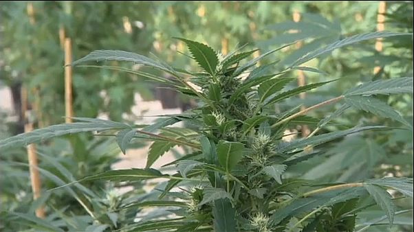 Cannabis thérapeutique : autorisation attendue aujourd'hui en France Cannabis thérapeutique : autorisation attendue aujourd'hui en France