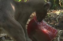 Állati hőség Párizsban