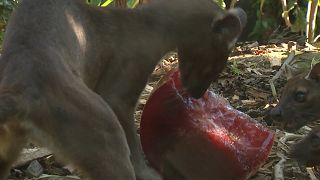 Anyone for an ice lolly? Animals in Paris zoo try to keep cool