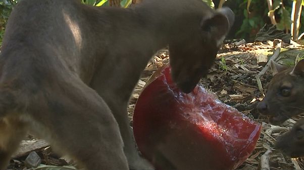 Auch Tiere lieben Eis Auch Tiere lieben Eis