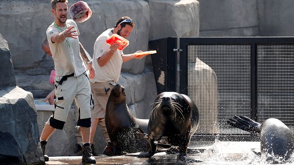 Arrefecer o ambiente no Zoo de Paris Arrefecer o ambiente no Zoo de Paris