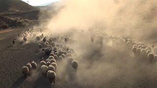 Watch: Shepherds in rural Turkey trek 30km on difficult route every day