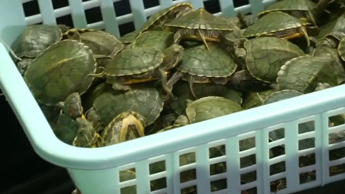 کشف ۵ هزار لاک‌پشت در فرودگاه کوالالامپور مالزی، تصویر ویدیوی رویترز 