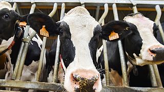 The Brief: European farmer's beef with Mercosur trade deal