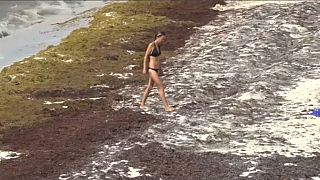 Las playas paradisíacas de México, invadidas por toneladas de algas marinas