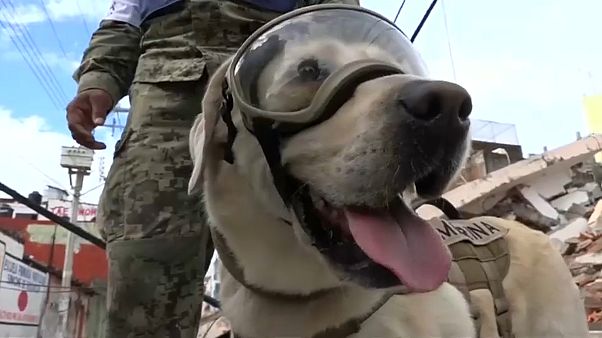 La perrita de rescate más famosa se jubila La perrita de rescate más famosa se jubila