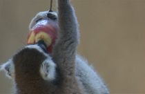 Hitzewelle: Tägliche Duschen und gefrorene Snacks für Tiere