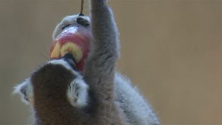 حیوانات باغ وحش رم ایتالیا؛ لذت خوردن میوه‌های یخی در گرمای تابستان