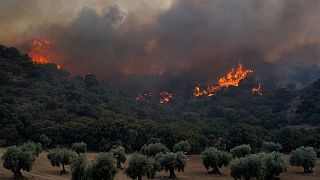 Südwesteuropa: Rekordtemperaturen begünstigen Waldbrände